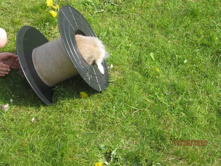 Kanin pimberli - det er sjovt at kravle igennem et rør   : ) billede 4