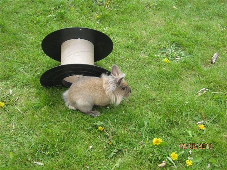 Kanin pimberli billede 5