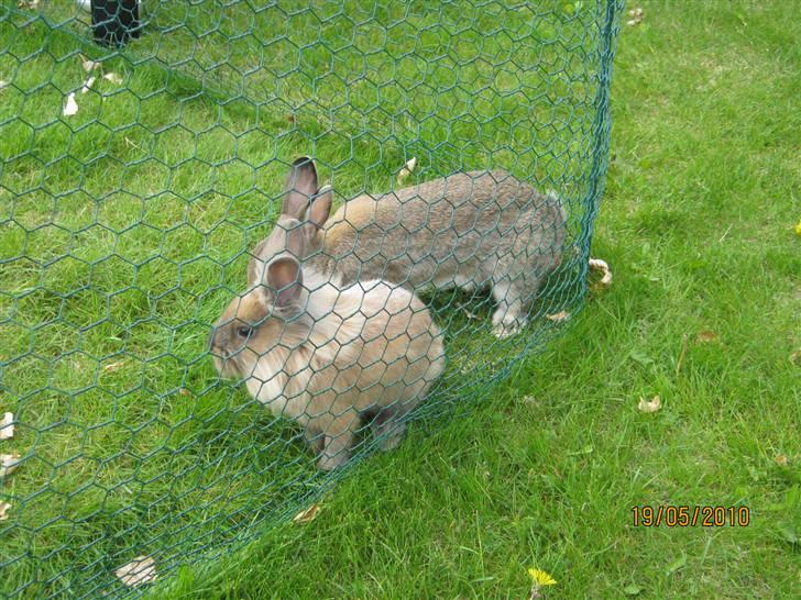 Kanin pimberli billede 6