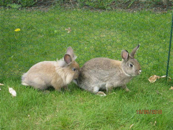 Kanin pimberli billede 7