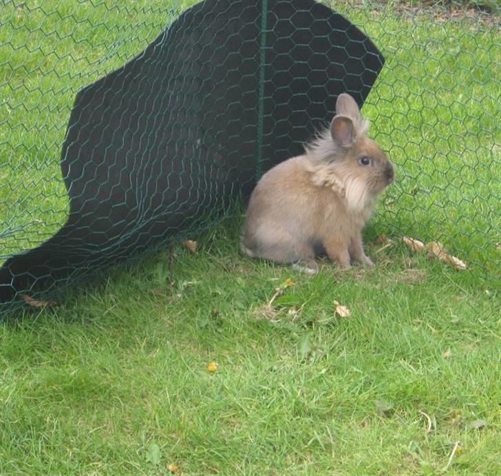 Kanin pimberli billede 8