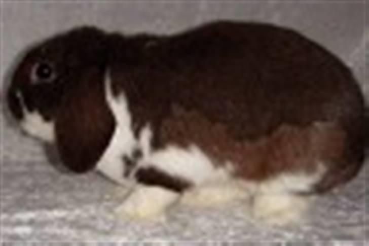 Kanin Timmi billede 1