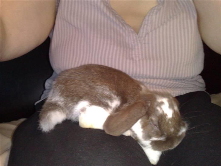 Kanin Timmi - hans datter som har en god tegning de ligner meget hinanden. billede 2