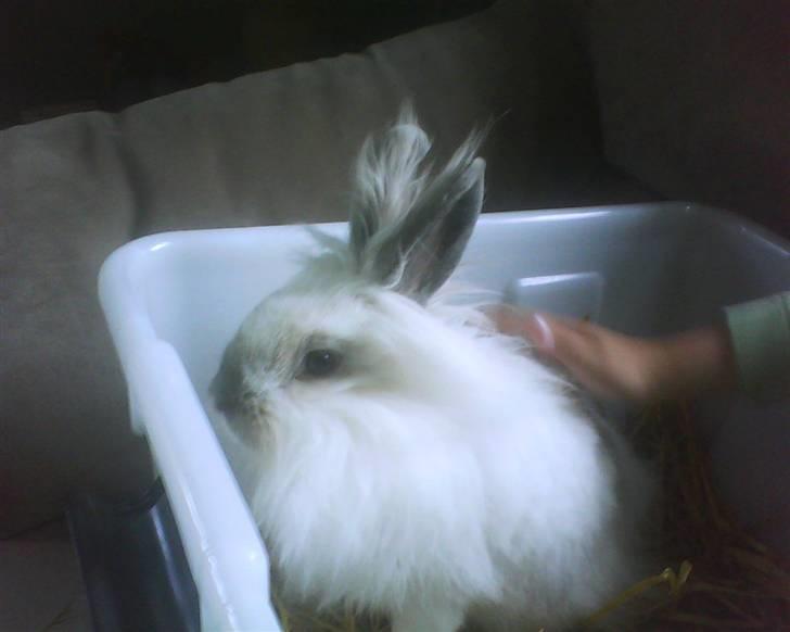 Kanin Snehvide billede 7