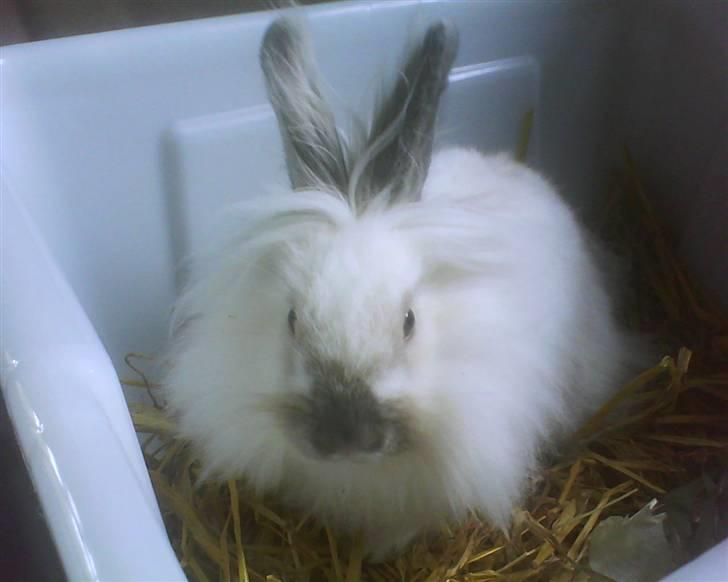 Kanin Snehvide billede 8