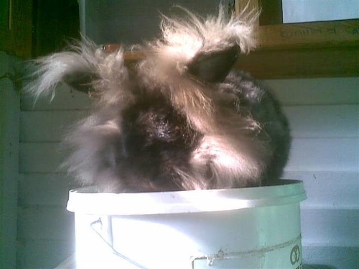 Kanin Havanna billede 1