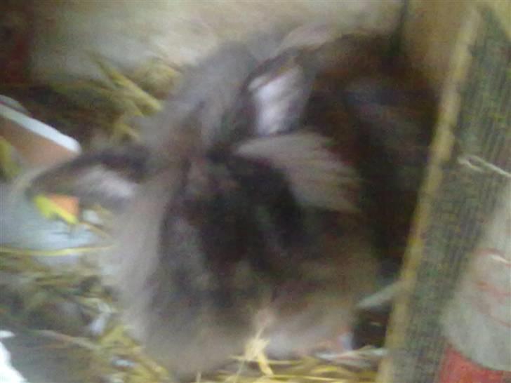 Kanin Havanna billede 2