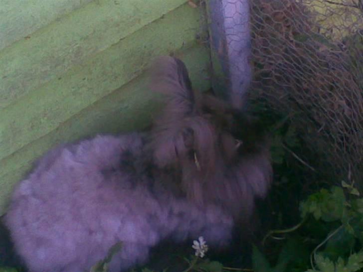 Kanin Havanna billede 3