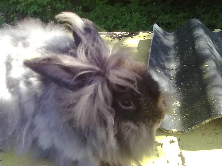 Kanin Havanna billede 4