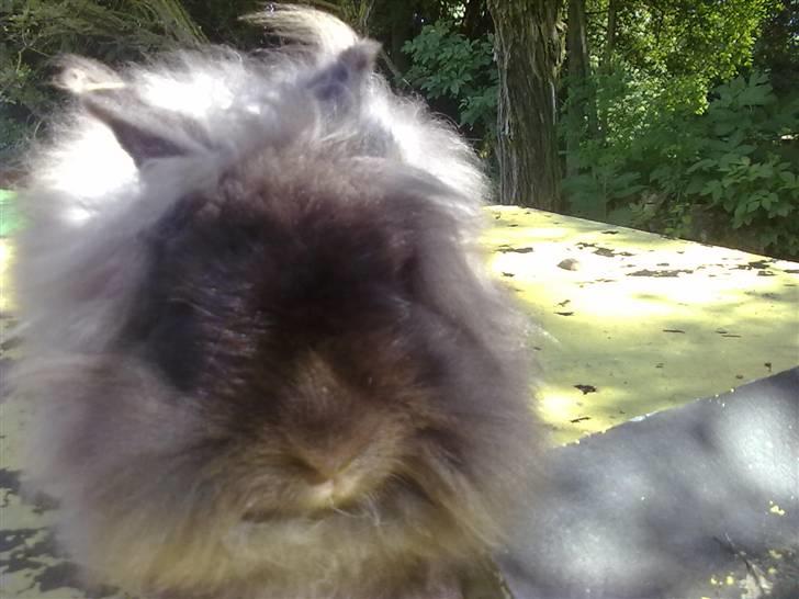 Kanin Havanna billede 5