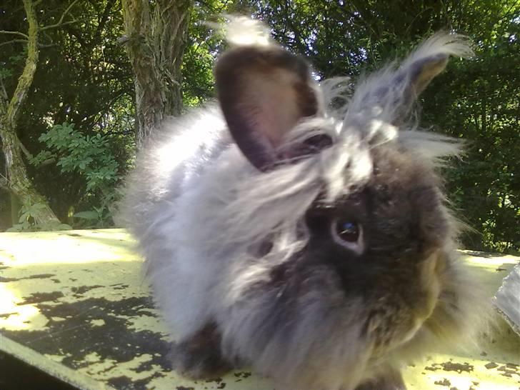 Kanin Havanna billede 6