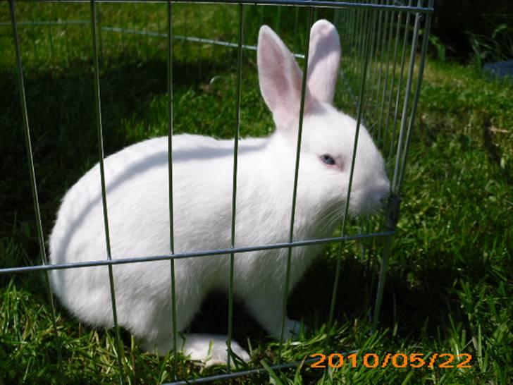 Kanin Tulle's Aslan billede 14