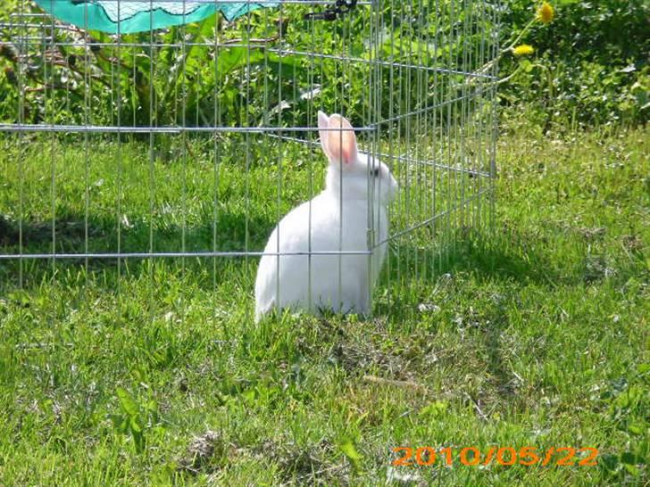 Kanin Tulle's Aslan billede 15