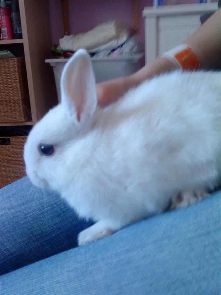 Kanin Tulle's Aslan billede 16