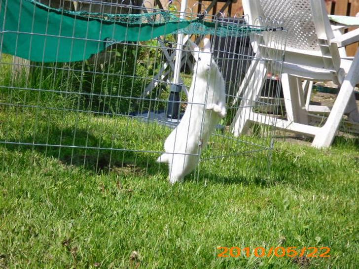 Kanin Tulle's Aslan billede 17