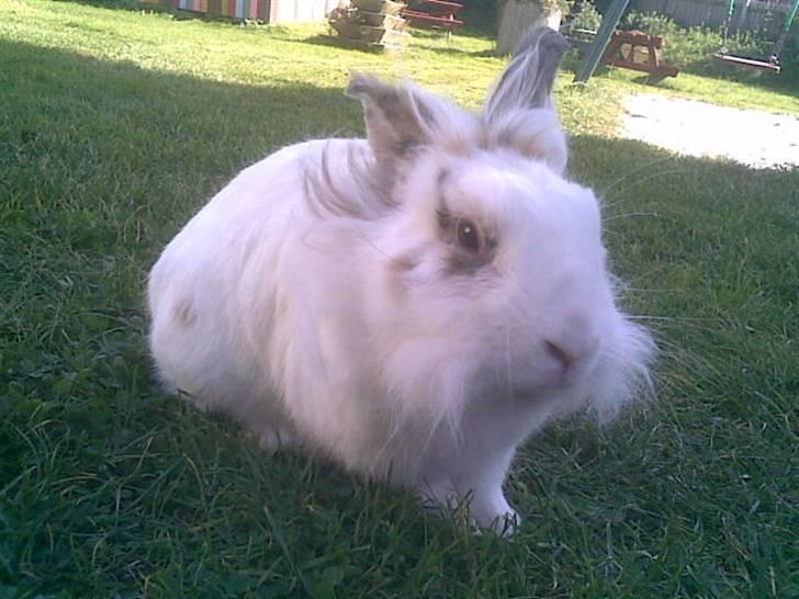 Kanin Pjuske billede 1