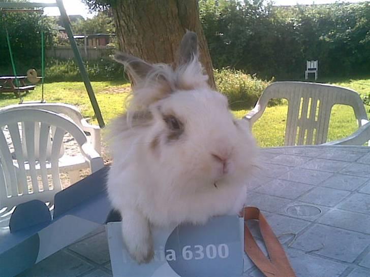 Kanin Pjuske billede 2