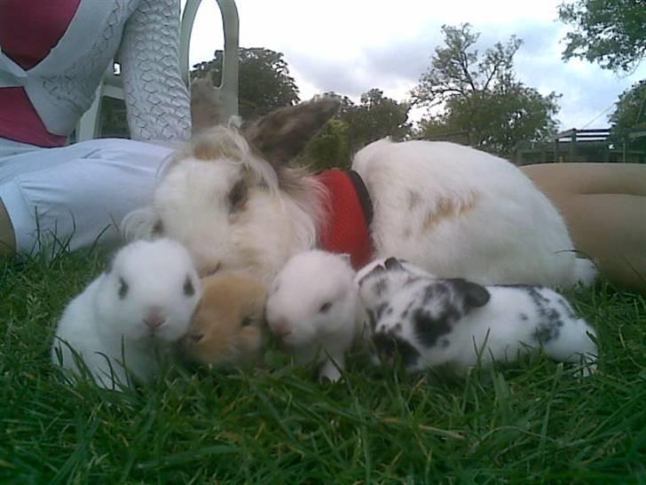 Kanin Pjuske billede 3