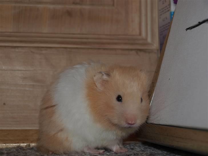 Hamster Kenni R.I.P  - Kenni <3 billede 1