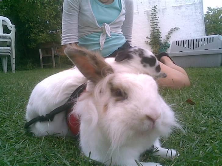 Kanin Pjuske billede 4