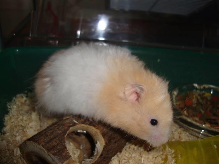 Hamster Kenni R.I.P  - Kenni billede 2
