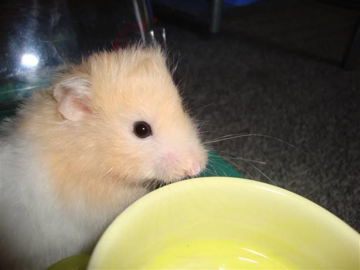 Hamster Kenni R.I.P  - Kenni billede 3