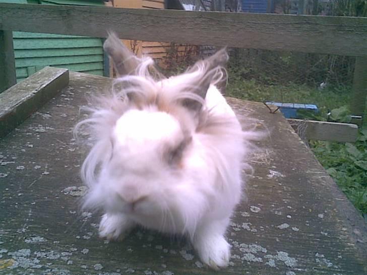 Kanin Pjuske billede 5