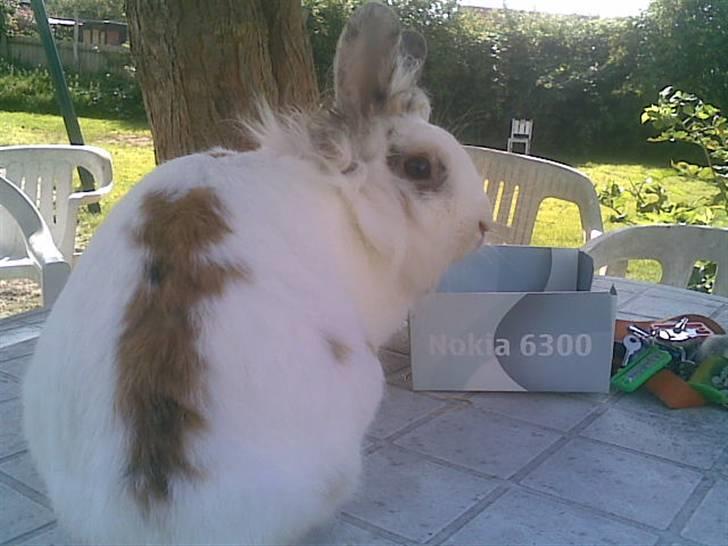 Kanin Pjuske billede 6