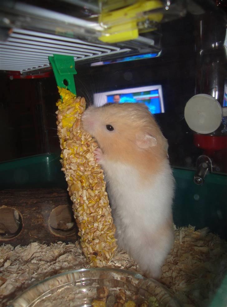 Hamster Kenni R.I.P  - Kenni der spiser af *snack ting m. korn* :D billede 4