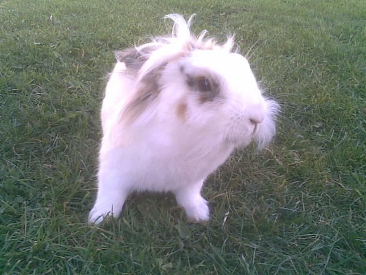 Kanin Pjuske - han er ikke rigtig sur på det her billede drillede ham bare lidt med en pind heh ;D billede 7