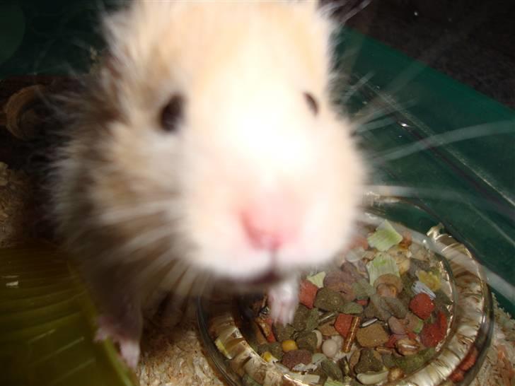 Hamster Kenni R.I.P  - Ved godt billedkvaliteten er dårlig, men det er et sødt billede ;D billede 5