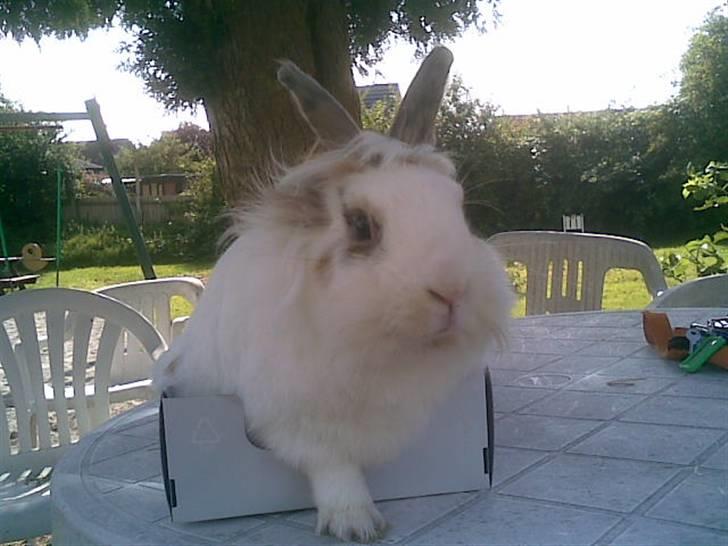 Kanin Pjuske billede 8