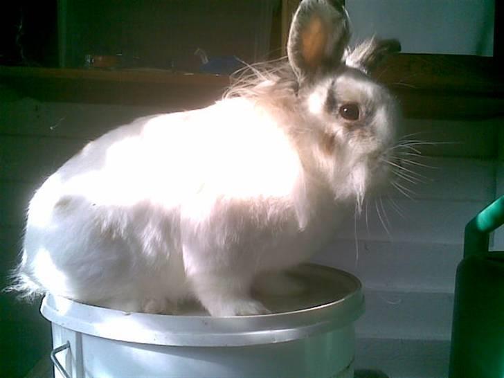 Kanin Pjuske billede 9