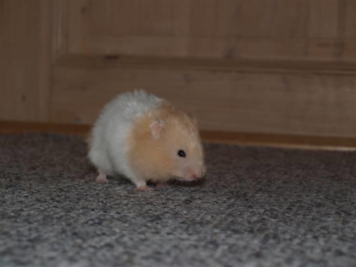 Hamster Kenni R.I.P  - Kenni billede 6