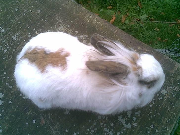 Kanin Pjuske billede 10
