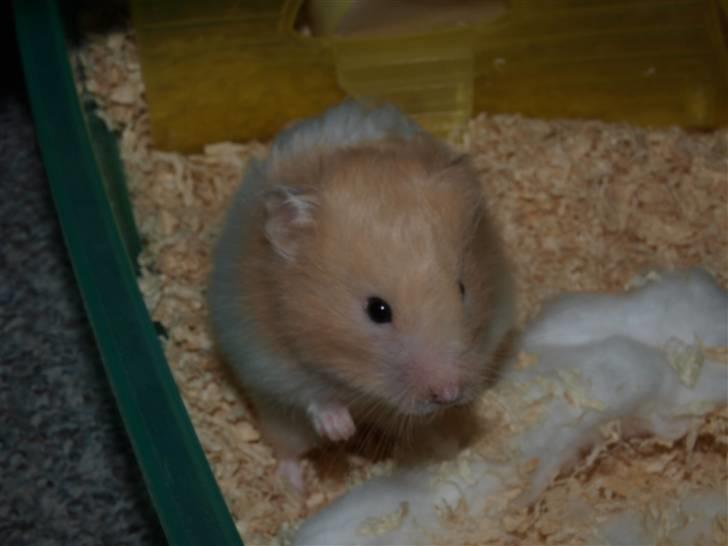 Hamster Kenni R.I.P  - Kenni billede 7