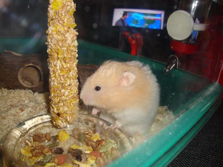 Hamster Kenni R.I.P  - Kenni billede 8