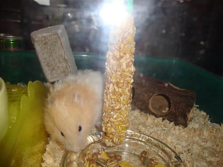 Hamster Kenni R.I.P  - Kenni billede 9