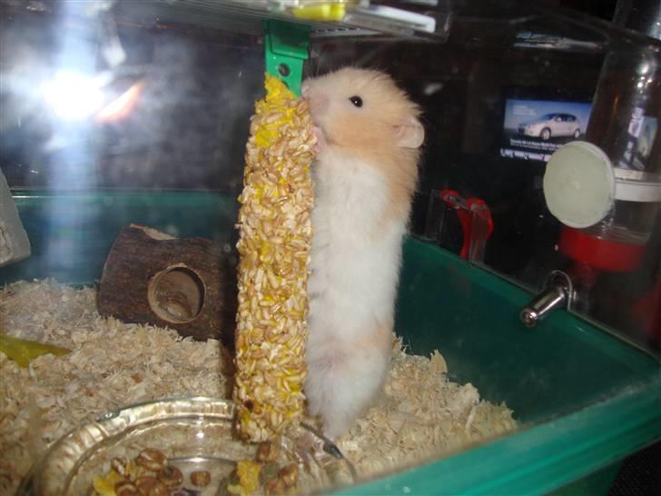 Hamster Kenni R.I.P  - Kenni  billede 10