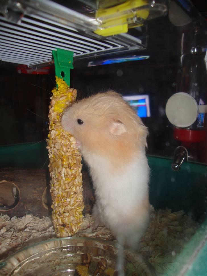 Hamster Kenni R.I.P  - Kenni der spiser af *snack ting m. korn* igen (: <3 billede 11
