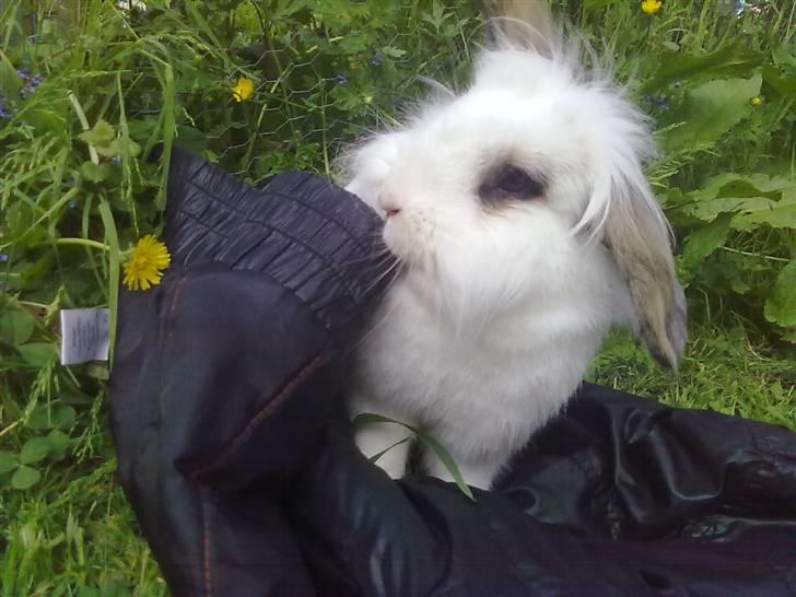 Kanin Snebold billede 8