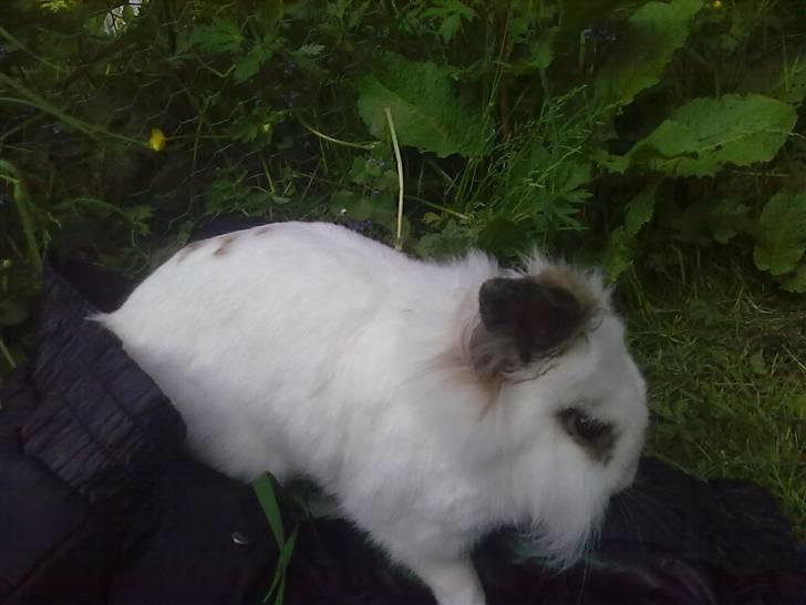 Kanin Snebold billede 9