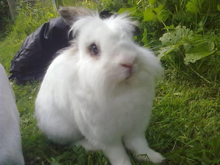 Kanin Snebold billede 10