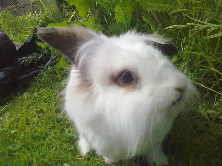 Kanin Snebold billede 11