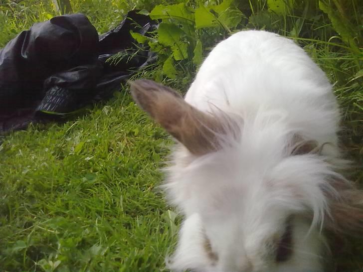 Kanin Snebold billede 12