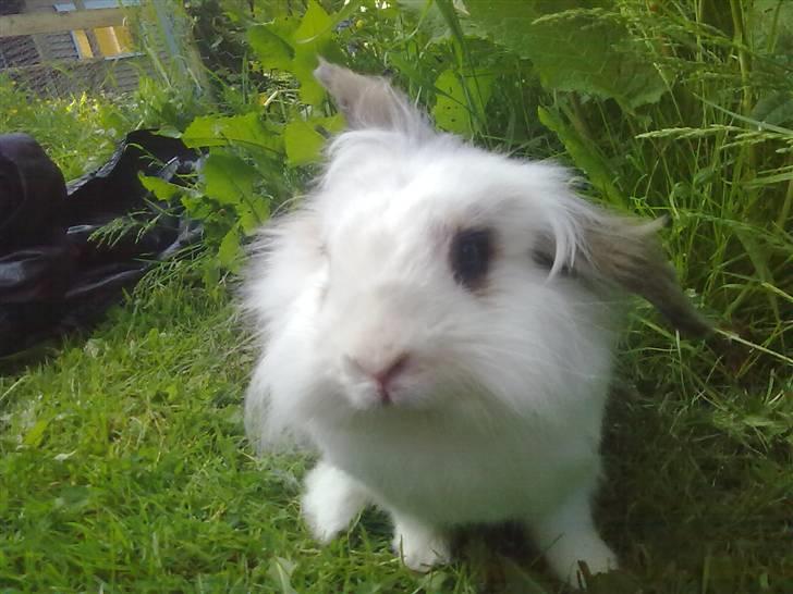 Kanin Snebold billede 13