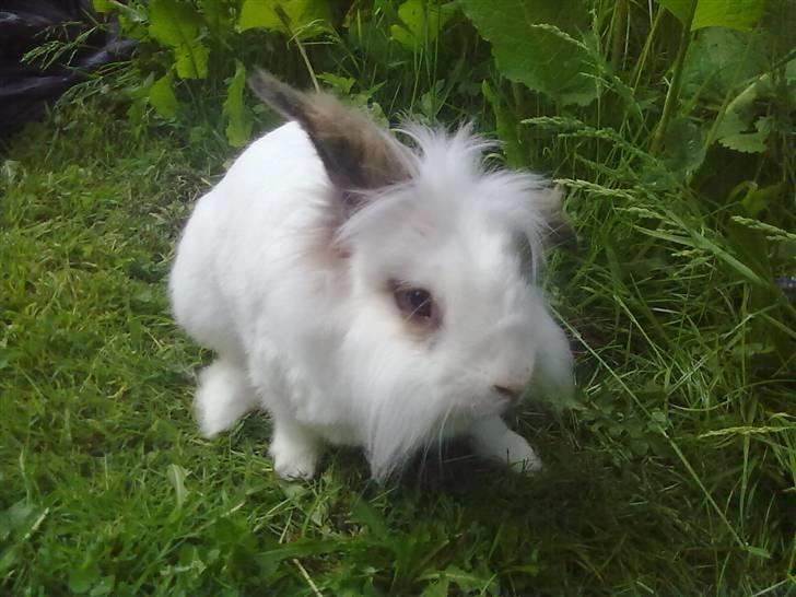 Kanin Snebold billede 14