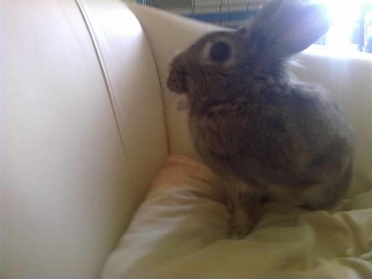 Kanin Trunte billede 1