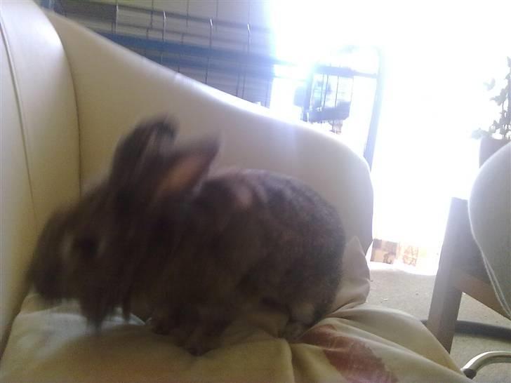 Kanin Trunte billede 2