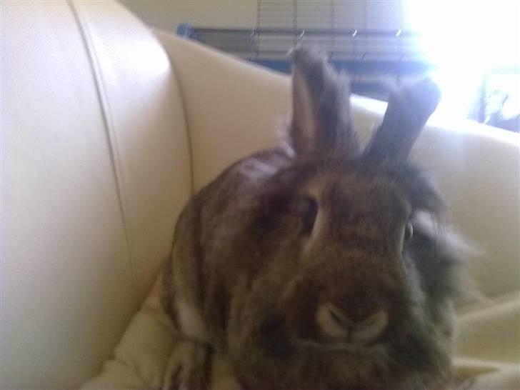 Kanin Trunte billede 3